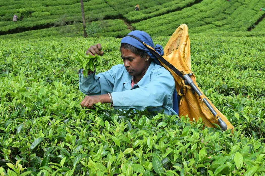 Tea-covered hills and a waterfall near Nuwara Eliya