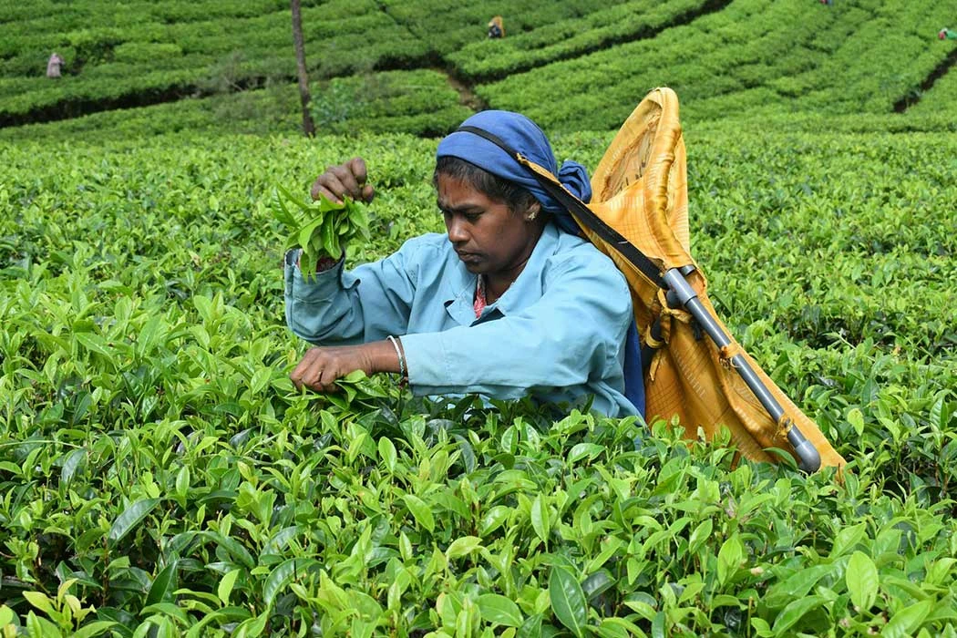 Tea pluckers working in a Sri Lankan tea estate