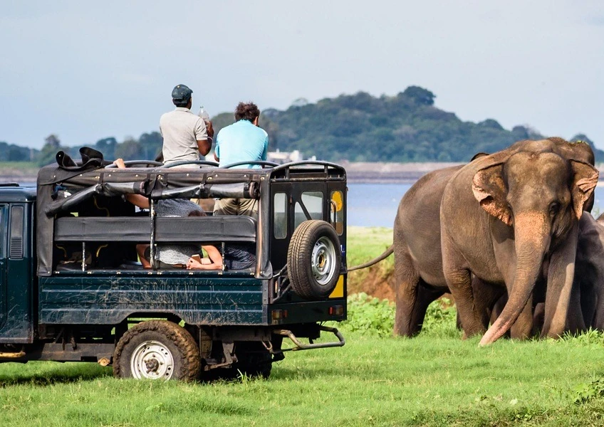 Safari jeep on a dry-zone forest track in Wilpattu