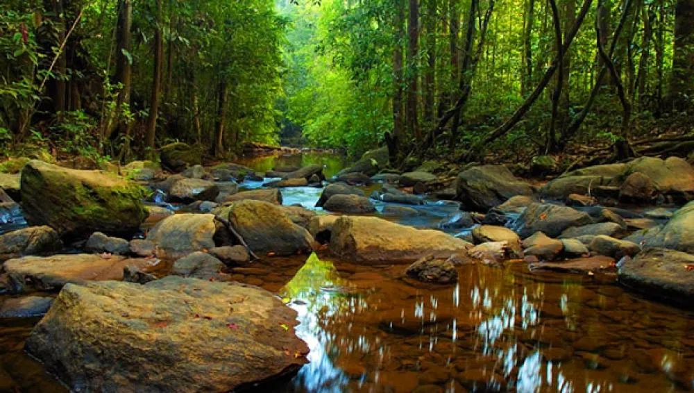 Rainforest trail, giant trees and stream inside Sinharaja
