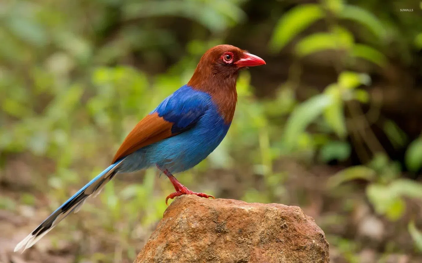 Sri Lanka blue magpie in rainforest habitat