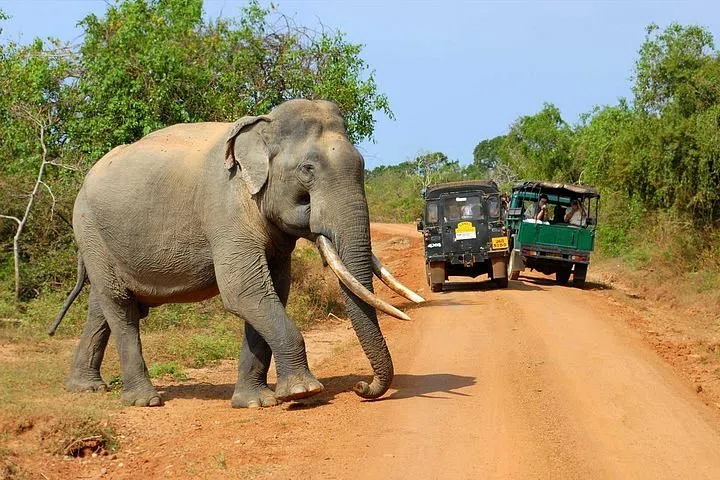Sri Lankan elephants in Udawalawe National Park