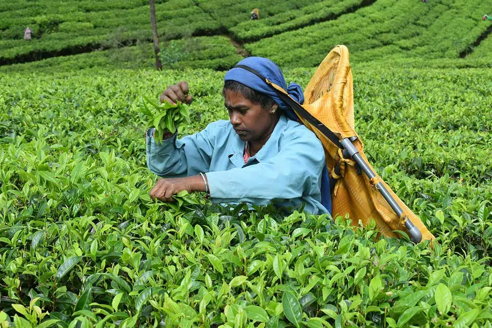 Sri Lanka hill-country train passing through tea estates