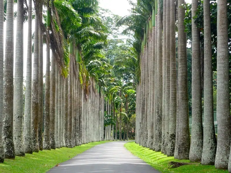 Royal Botanical Gardens Peradeniya romantic walkway