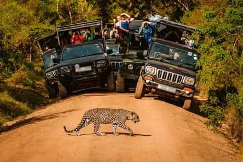 Safari jeep in Yala at sunrise