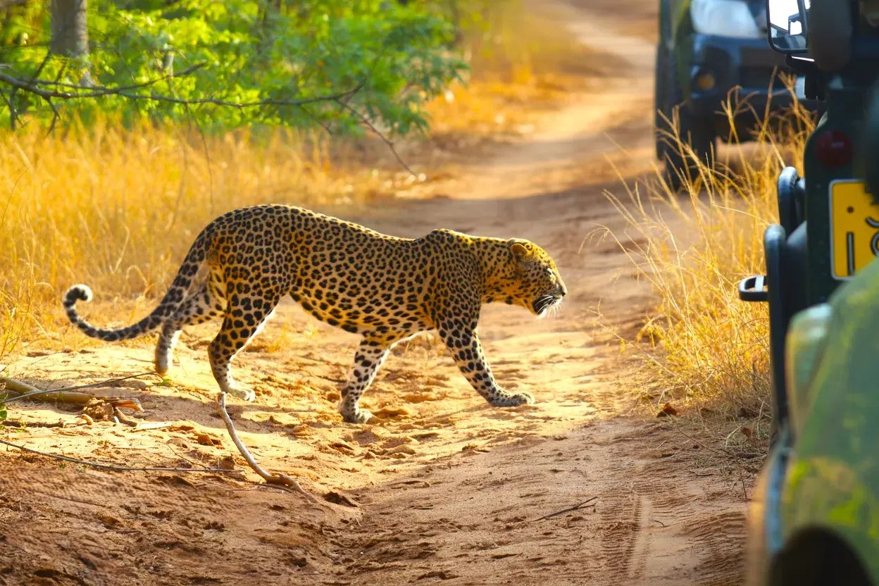 Wildlife safari landscape in Yala National Park