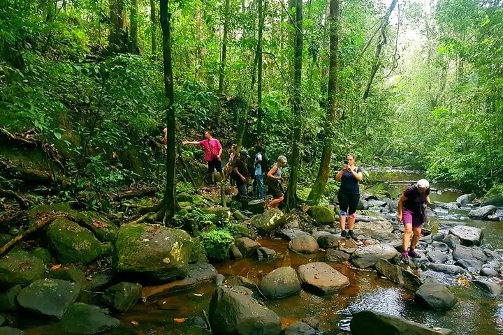 Dense rainforest canopy in Sinharaja