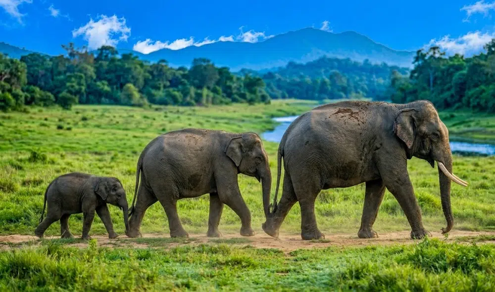 Elephant safari landscape meeting tropical beach mood