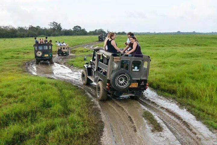 Safari jeep on a dry-zone forest track in Wilpattu