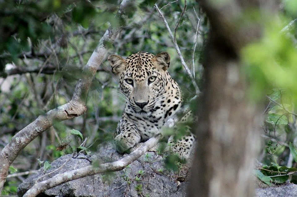 Sri Lankan leopard in dry-zone forest