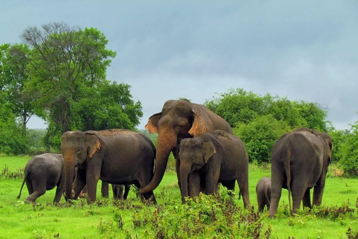Herd of Sri Lankan elephants crossing open grassland