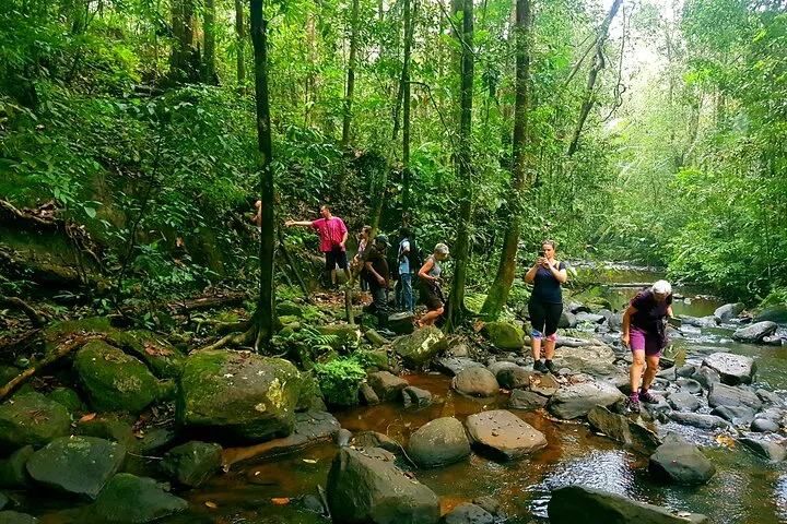 Dense rainforest canopy in Sinharaja